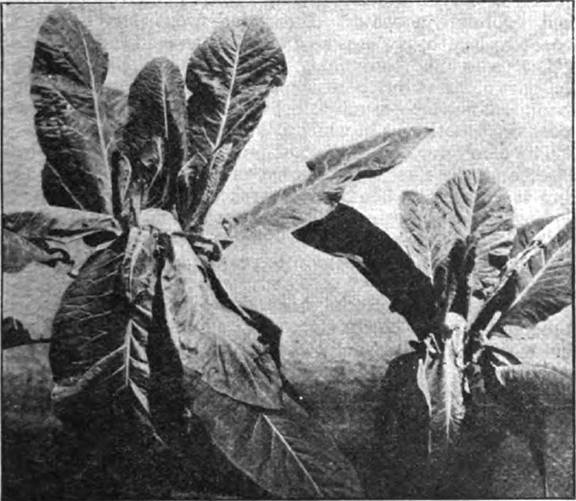 Cauliflower plants grown with fertilized and unfertilized air, showing dramatic improvement from fertilized air