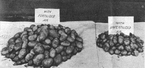 The benefits of higher CO2 levels for crops have been known for a century; this photo contrasting large potatoes grown with extra CO2 to small potatoes grown without it from a 1920 Scientific American article.