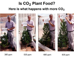CO2 is plant food, effect on pine saplings